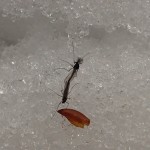 交尾中のユスリカ